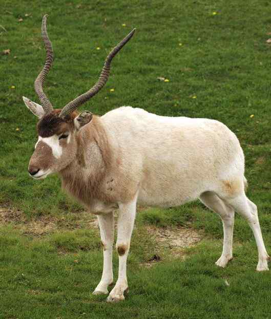旋角羚 Addax nasomaculatus