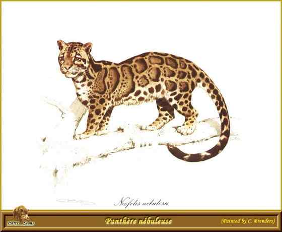 云豹最痴情 Neofelis nebulosa 云豹最痴情 Neofelis nebulosa