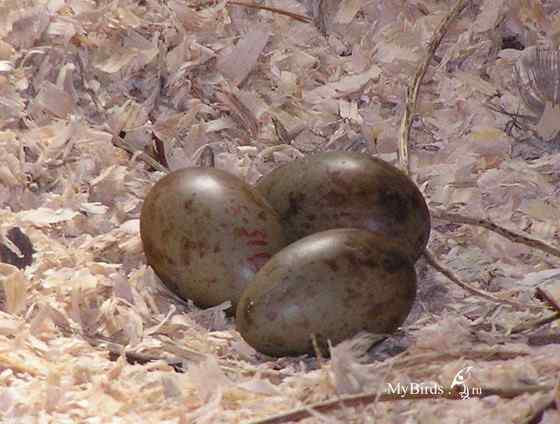 大型涉禽白枕鹤 White naped Crane