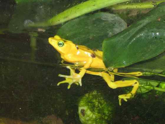 巴拿马金蛙 黄金箭毒蛙(Golden Arrow Poison Frog) 巴拿马金蛙 黄金箭毒蛙(Golden Arrow Poison Frog)