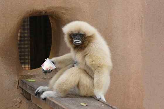 稀有的白掌长臂猿 Hylobates lar