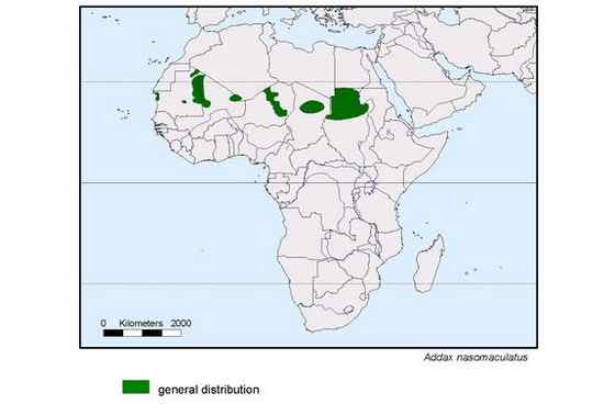 旋角羚 Addax nasomaculatus