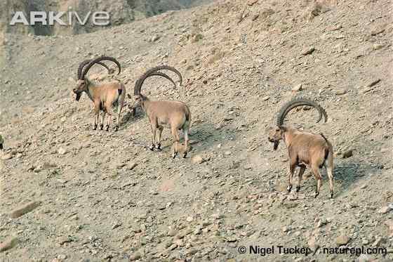 英俊的大角羊  云山羊