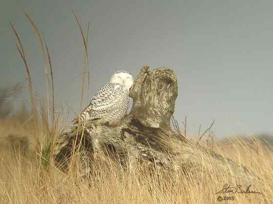 洁白的雪鸮 洁白的雪鸮