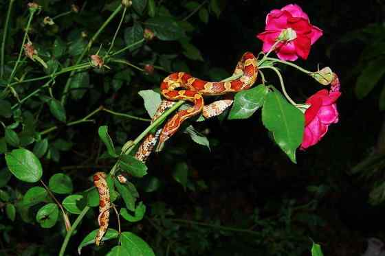 玉米锦蛇 粟米蛇、玉米蛇、红鼠蛇