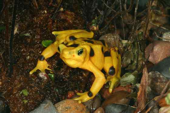 巴拿马金蛙 黄金箭毒蛙(Golden Arrow Poison Frog) 巴拿马金蛙 黄金箭毒蛙(Golden Arrow Poison Frog)