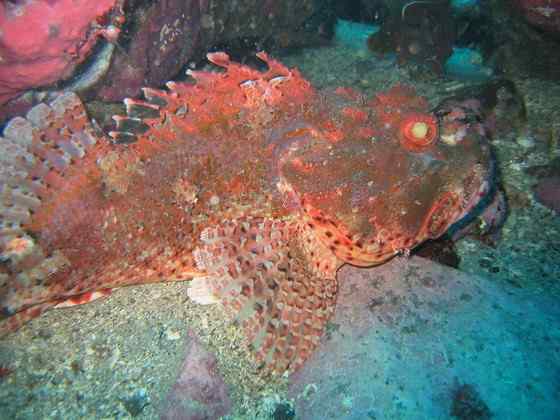 危险的鱼咬人 石鱼 危险的鱼咬人 石鱼