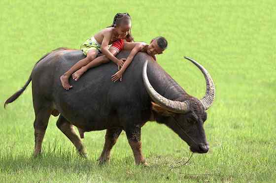 印度神话 亚洲水牛 印度神话 亚洲水牛
