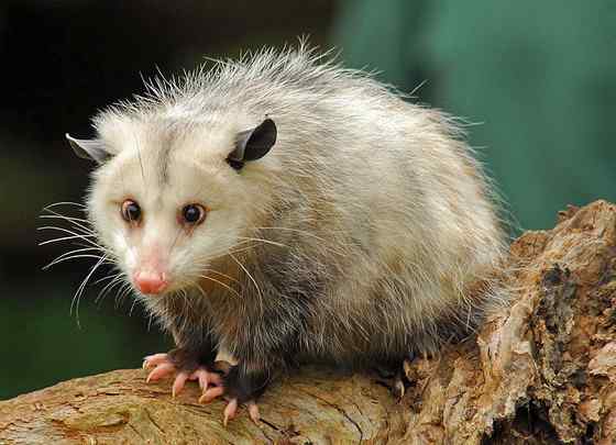 北美洲唯一的一种有袋动物  负鼠 会装死 会疾停