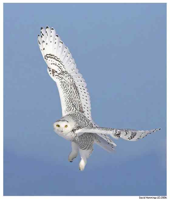 洁白的雪鸮 洁白的雪鸮