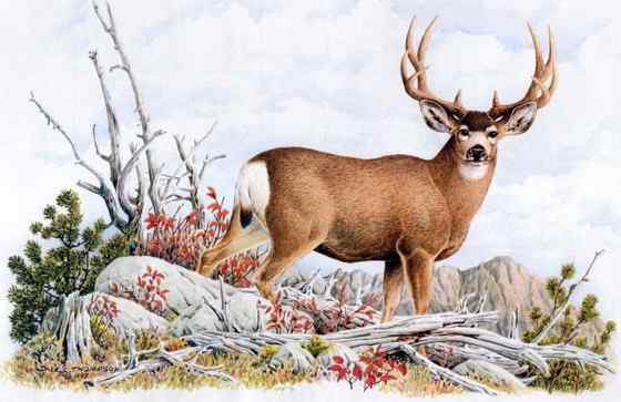 骡鹿 臀部都是白色