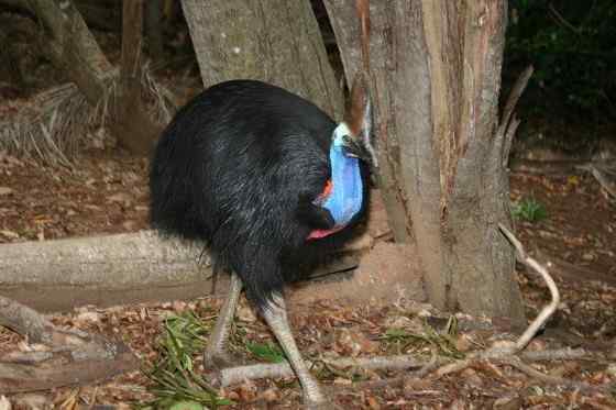 大型走禽——食火鸡(鹤鸵)