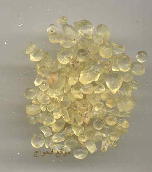 麝猫  恶臭的气味胜过臭鼬