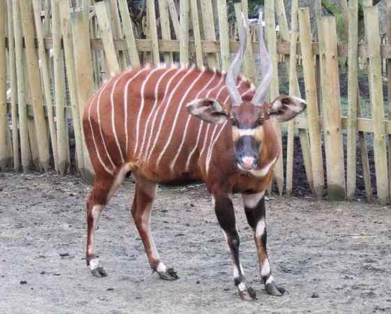 非洲最漂亮的羚羊之一--紫羚 bongo