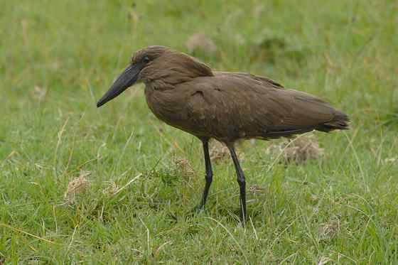 预报气象的怪鸟  锤头鹳 闪电鸟
