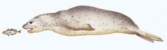 南极豹形海豹 南极豹形海豹