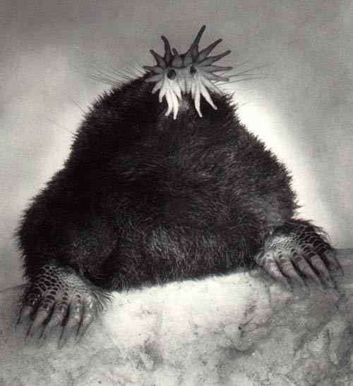 长相奇特的动物  星鼻鼹