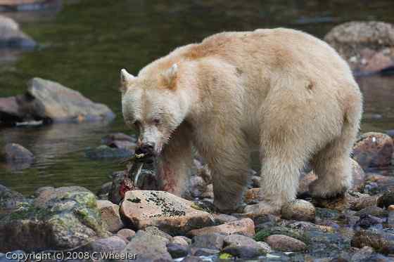 白灵熊 Kermode bear