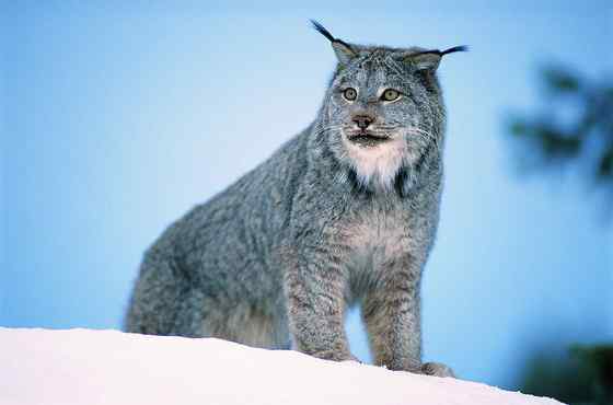 北美洲寒带地区的独行侠--加拿大猞猁