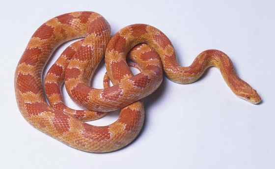 玉米锦蛇 粟米蛇、玉米蛇、红鼠蛇