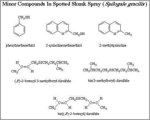 斑臭鼬 长得很漂亮