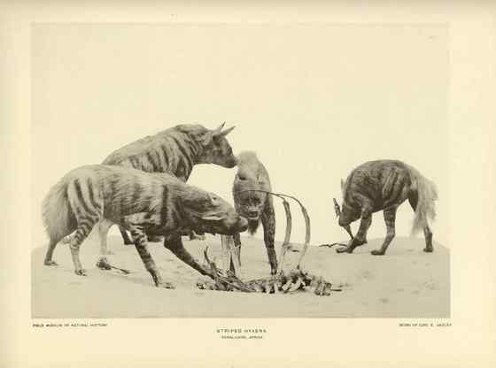 缟鬣狗 Hyaena hyaena