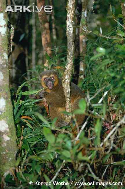 一生离不开竹子  马达加斯加 金竹驯狐猴