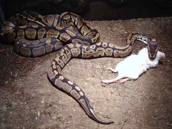 球蟒 受惊时会卷成球状的蟒蛇