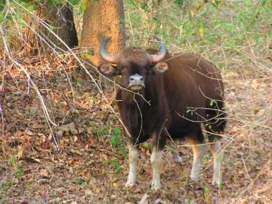《西游记》中牛魔王的原型 白肢野牛 《西游记》中牛魔王的原型 白肢野牛