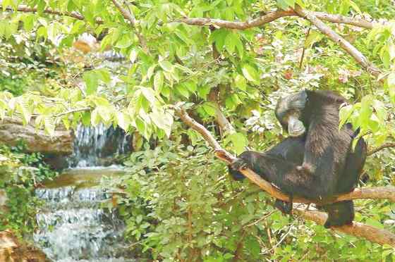 体型最大的长臂猿——马来亚长臂猿 体型最大的长臂猿——马来亚长臂猿
