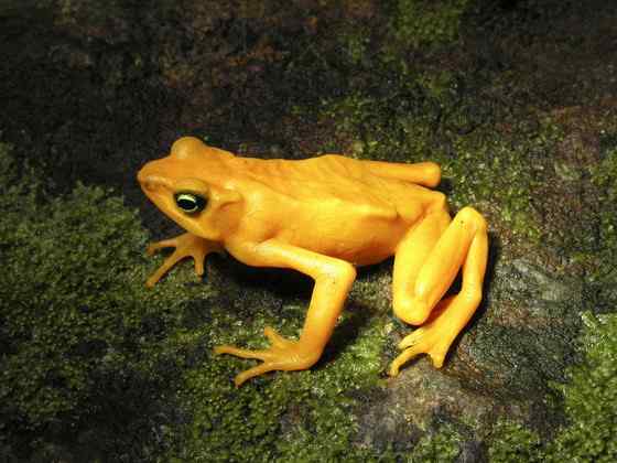 巴拿马金蛙 黄金箭毒蛙(Golden Arrow Poison Frog) 巴拿马金蛙 黄金箭毒蛙(Golden Arrow Poison Frog)