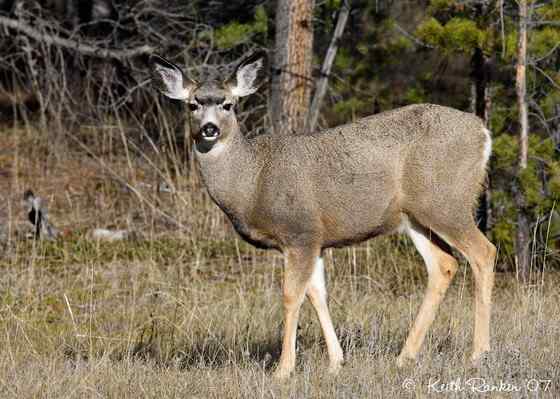 骡鹿 臀部都是白色