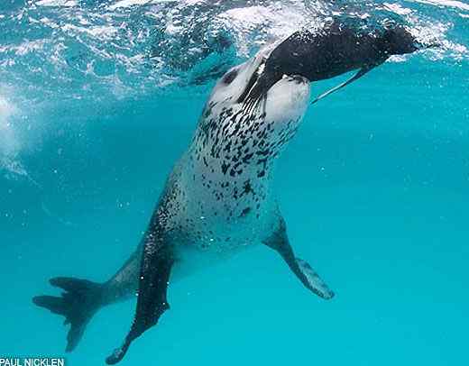 南极豹形海豹 南极豹形海豹