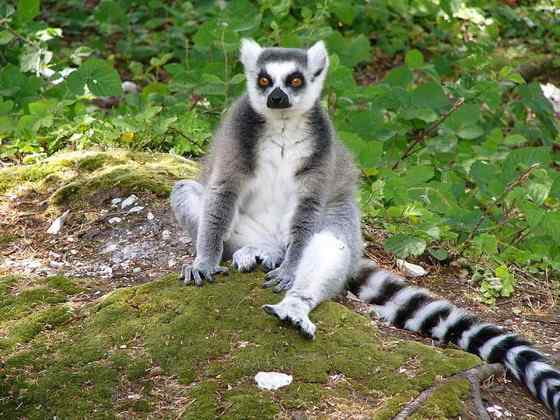 著名的马达加斯加狐猴--环尾狐猴