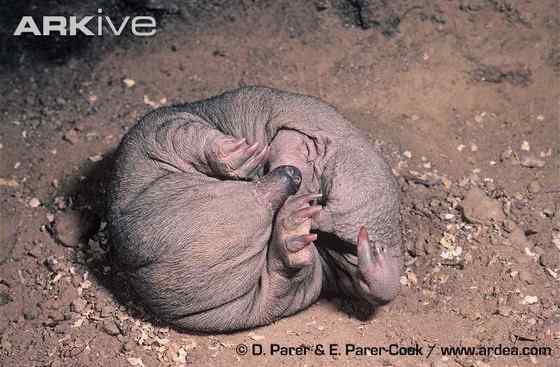 下蛋的哺乳动物“刺猬”  针鼹