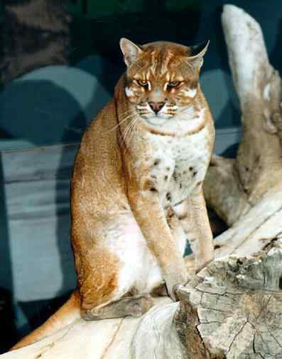 龙虎彪豹中的“彪”——亚洲金猫