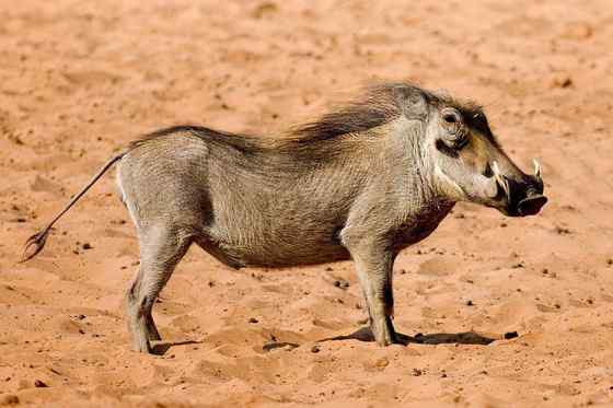 ubuntu开发代号 狮子王的好伙伴  疣猪