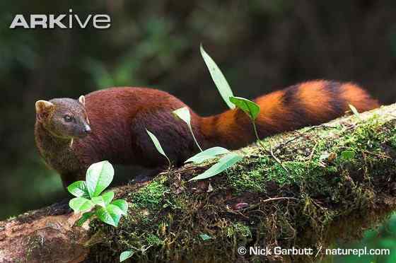 马达加斯加岛仅有的两大食肉哺乳动物之一 环尾獴