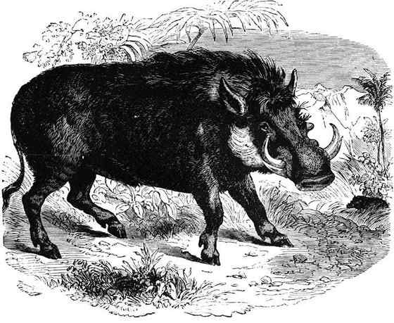 ubuntu开发代号 狮子王的好伙伴--疣猪