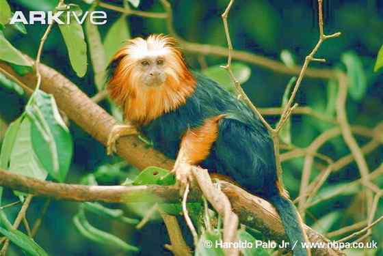 巴西的金毛狮子--金头狮面狨 Leontopithecus chrysomelas