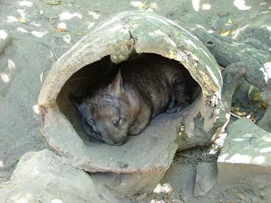 澳洲考拉 袋熊 澳洲考拉 袋熊