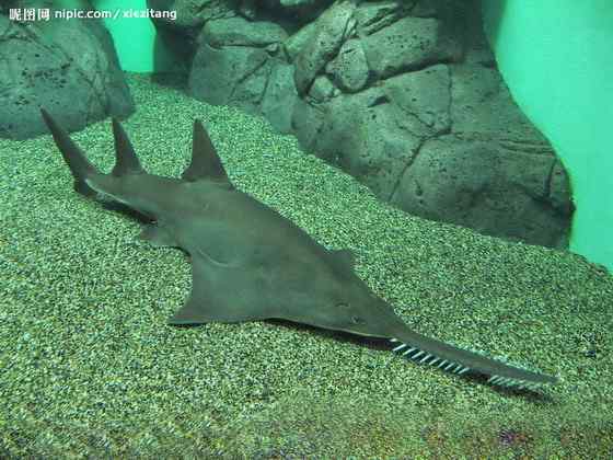 锯鳐 sawfish