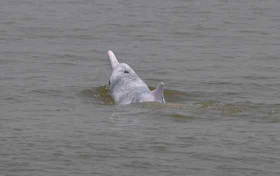 香港回归的吉祥物  中华白海豚