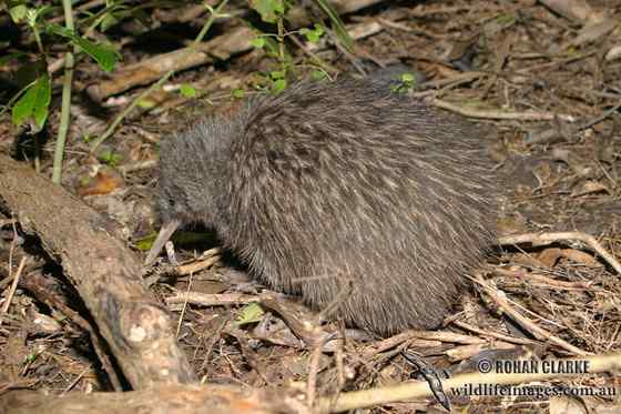 几维鸟 鹬鸵 KIWI