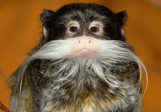 南美洲长须狨 Saguinus imperator