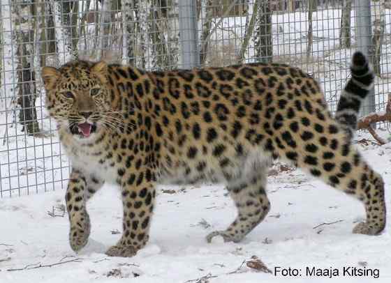 仅次于东北虎的大型猫科动物 远东豹