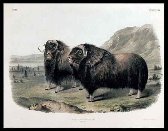 北极地区最大的食草动物  似牛实羊的麝牛