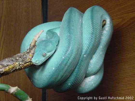 养蟒蛇当宠物  绿树蟒