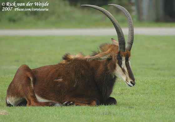 《封神演义》中闻太师的“墨麒麟”  貂羚