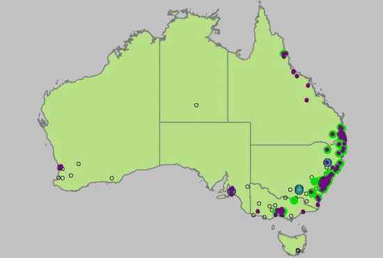 澳洲王鹦鹉 Alisterus scapularis 生性开朗 澳洲王鹦鹉 Alisterus scapularis 生性开朗